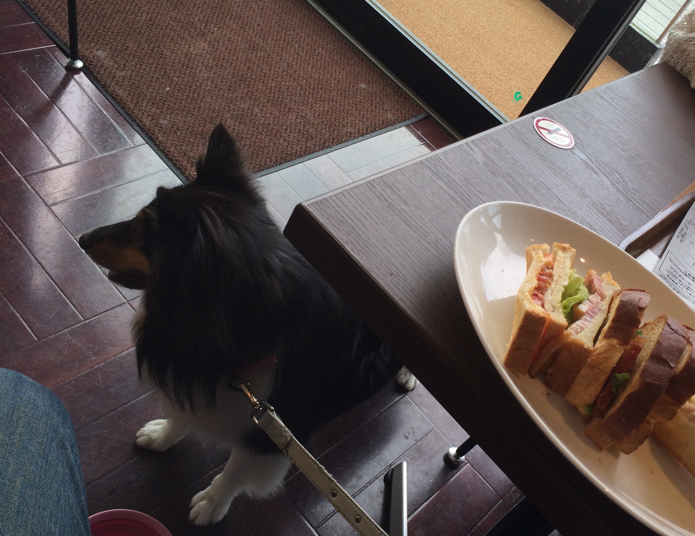 プレマシーわんこ旅・愛犬と出会ってからの車旅