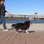 【車中泊】ちょっと東京お台場までお散歩に