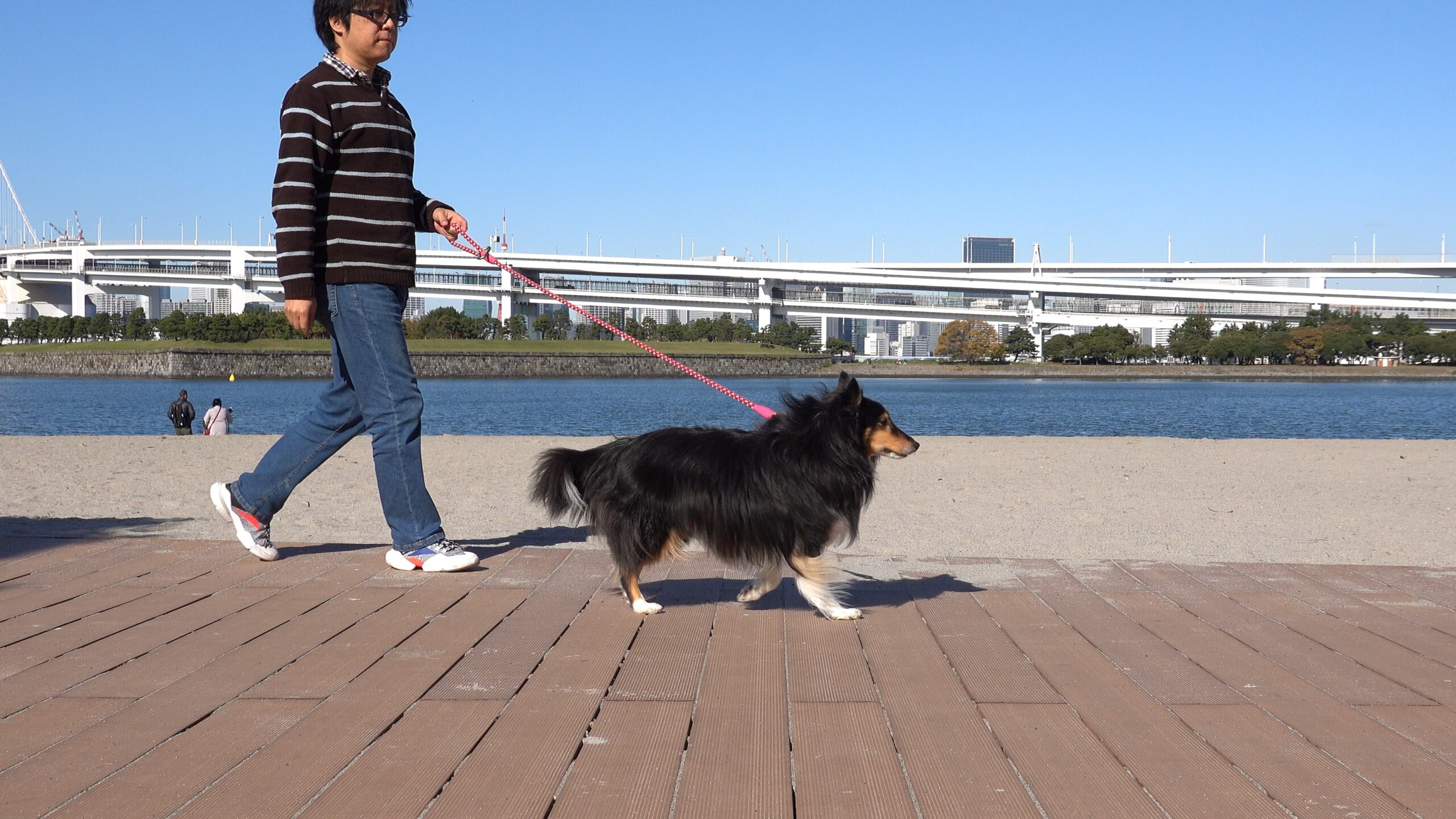 【車中泊】ちょっと東京お台場までお散歩に